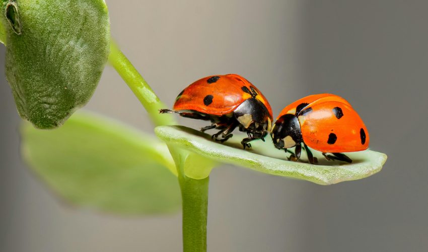 20 shocking facts about insects and bugs which will blown your mind